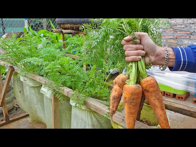 Tip to grow carrots at home for a lot of tubers | Plant carrots in Bag