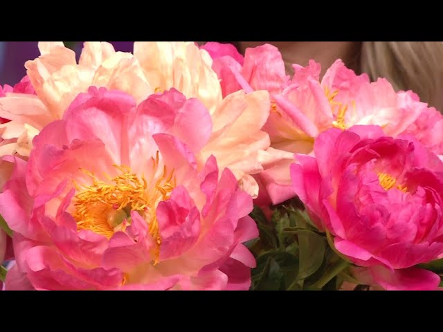 How to care for peonies in Houston