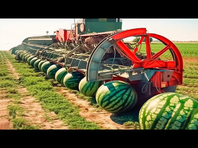 ¡Mira Como Cosechan Millones de Toneladas de Sandías los Agricultores de Estados Unidos!