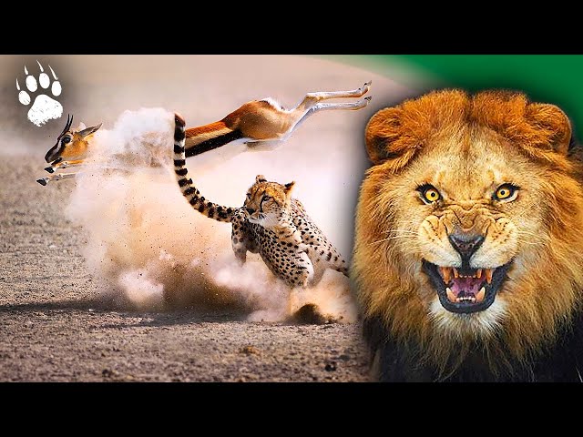 The reign of predators - Hunting scene - Full documentary - AMP