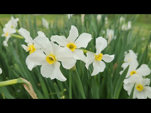 Beautiful in White Twin Sisters Daffodils Spring Flowers #spring2024 #springflowers #Daffodils