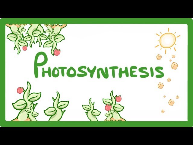 GCSE Biology - Photosynthesis  #48