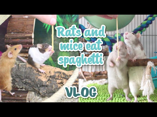 Painting rat toys, Pasta & Packaging orders | VLOG
