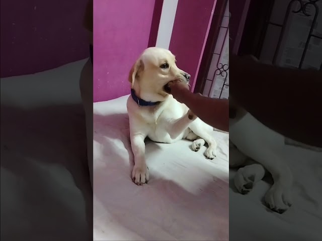 cute labrador dog funny playing with his brother 🤣🤣 || labrador dog cute funny video 🐕❤️🤩