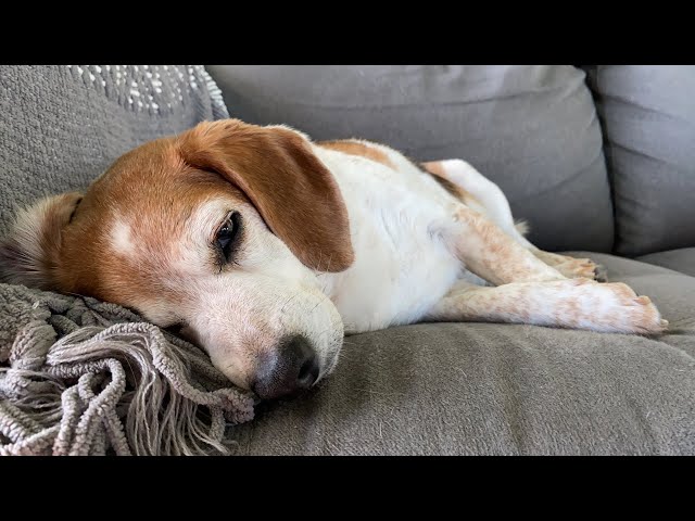 This senior beagle is having the most relaxing morning 🥰