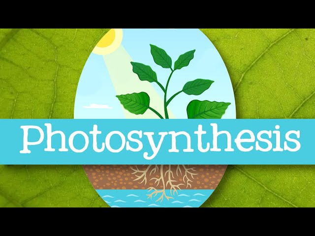 Photosynthesis for Kids - Introduction to Photosynthesis for Children: FreeSchool