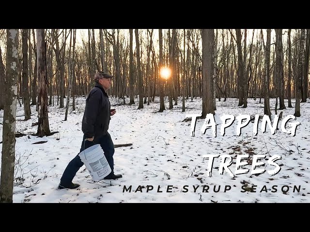 Maple Syrup Season: Today is the Perfect Day for Tapping