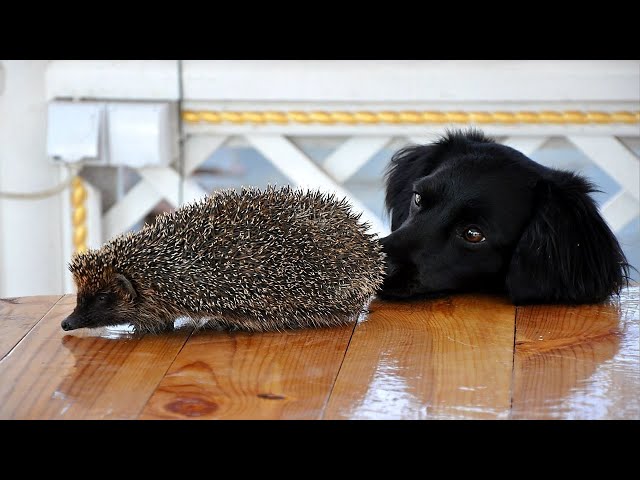 Funny And Cute Cats And Dogs Reactions To Hedghogs