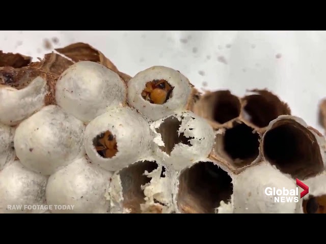 Scientists analyze first murder hornet nest found in the U.S.