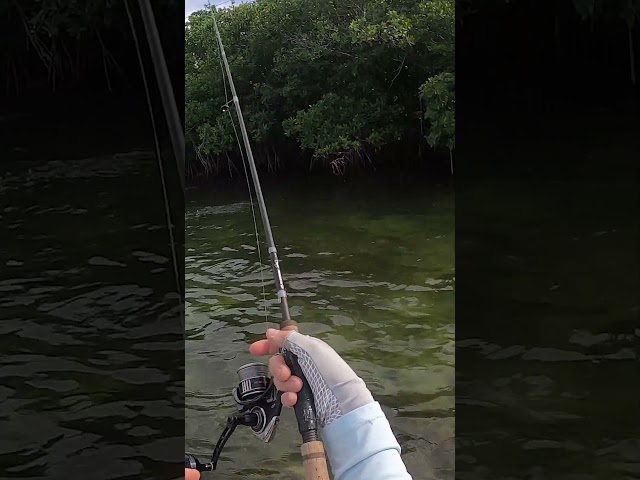 Quick Hack To Skip Cast Like A Pro To Get Bites Deep In The Mangroves