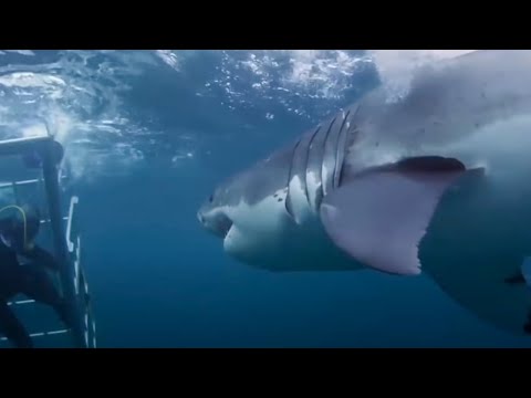 Top 10 Shark Attacks You Won't Believe