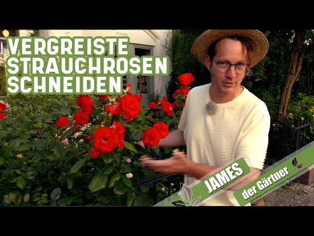Ab in den Vorgarten - zur Strauchrose! | James der Gärtner