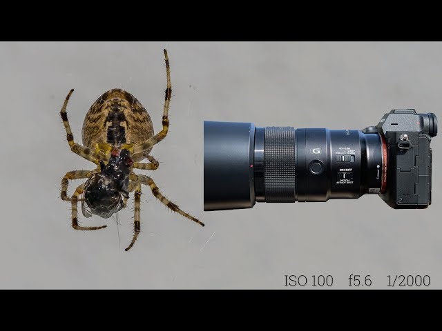 Sony A7R IV first impressions & macro photo & 4K video shooting of a garden spider @breakfast