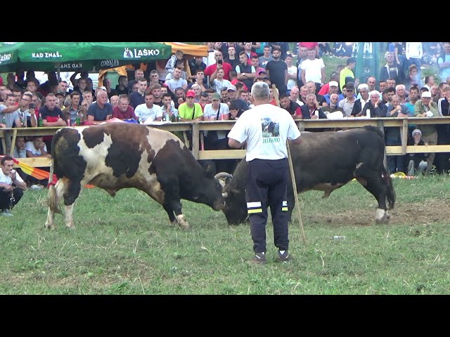 Bullfight in Godusa near Ziret 19/09/2021 / g