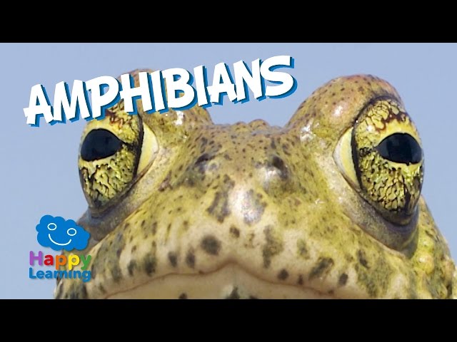Amphibians | Educational Video for Kids
