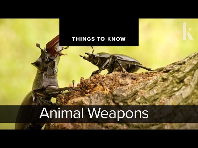 Animal Weapons | Things to Know