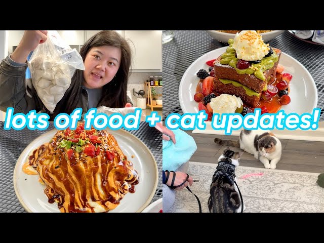 trying hawaiian brunch in the bay area 🍳, my go-to wonton recipe 🥟 + cat updates part 2!!! 😻