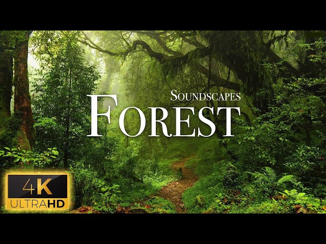 Forest 4K - Nature Sounds - Relaxing Ambiences ASMR, Smooth White Noise