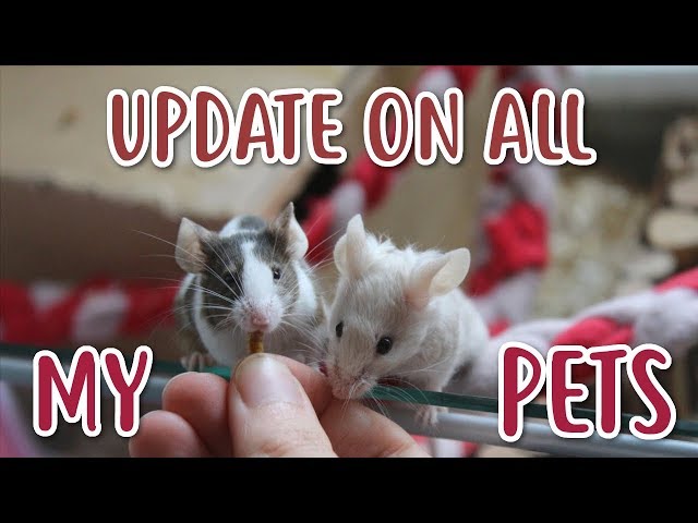 UPDATE ON ALL MY PETS!