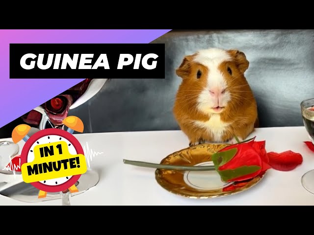 Guinea Pig 🐹 Cutest & Loudest Pets! | 1 Minute Animals