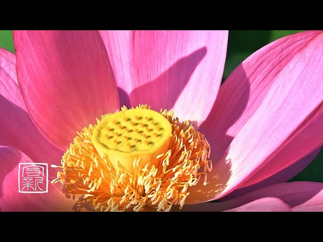 Plant music of Lotus🪷is ideal for meditation🙏 Feel the vibrations of the sacred lotus.