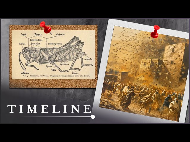 Is There Scientific Proof Of The Bible's Plagues | The Exodus Decoded | Timeline