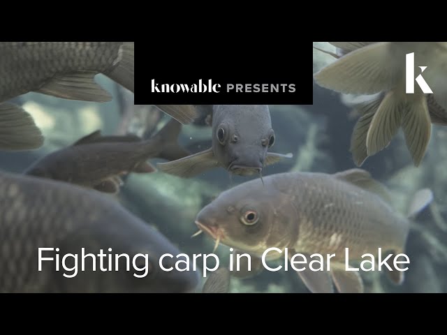 The fight against an invasive fish in California’s Clear Lake