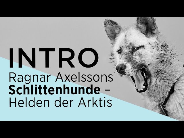 INTRO Ragnar Axelssons Schlittenhunde – Helden der Arktis