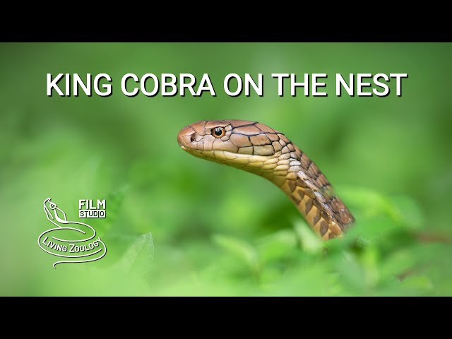Deadly venomous King cobra on the nest rescued in Bali, Indonesia, the longest venomous snake