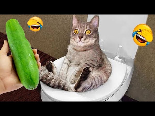 Trending Funny Animals😹Funniest Dogs and Cats😻🐶😁#9
