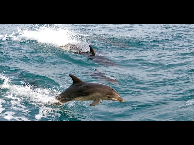 Acrobatic Dolphins racing ship! #shorts