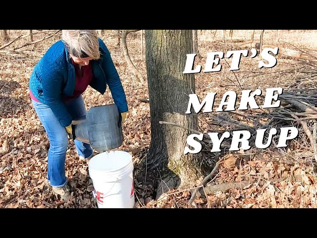 Maple Syrup Season: Collecting and Finishing Syrup