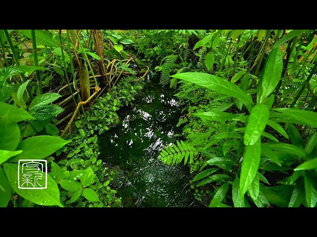 🌱Plant Music, 10 HRS, Soothing Biotope make Relaxing and Tranquilizing.3D Sounnd. #plant music