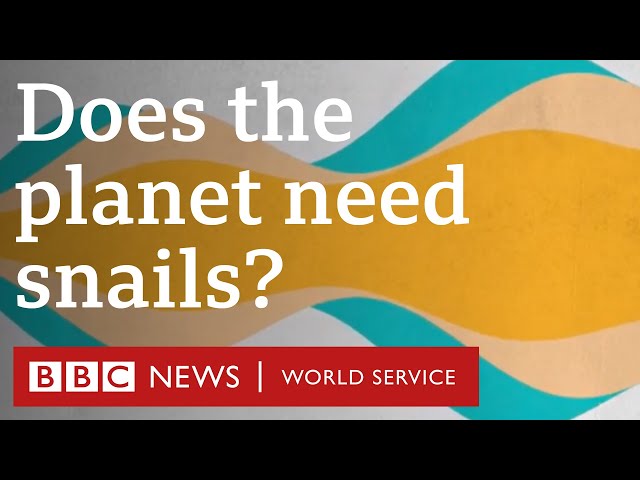Would we miss snails if they suddenly disappeared? - BBC World Service