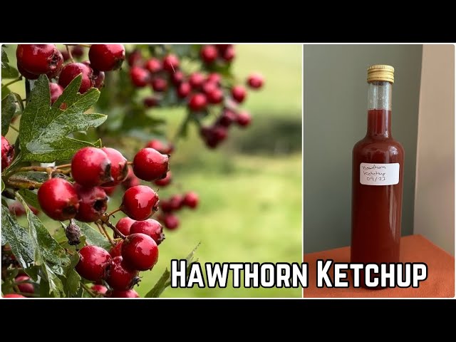 Hawthorn Ketchup Recipe
