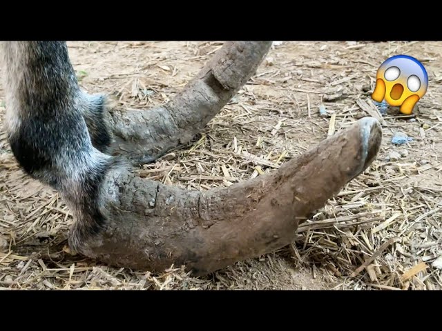 Rescue the donkey abused by its owner!Its hooves have grown like crazy for 8 years!