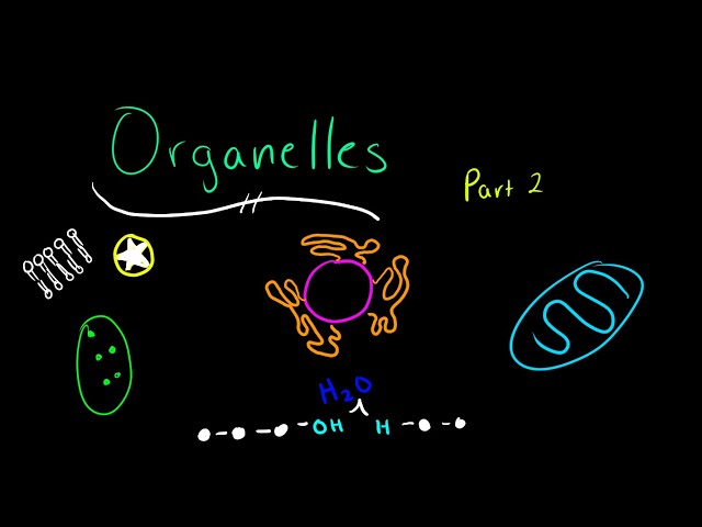 Organelles - An Introduction to Biology (2/2)