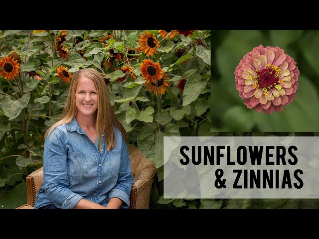 Planting Sunflowers and Zinnias in my Cut Flower Garden, Direct Sowing