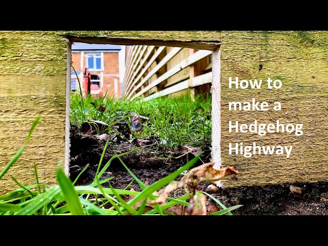 How to Help Hedgehogs in your Garden