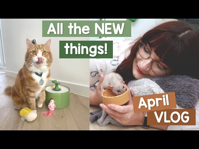 My pets get spoilt because they deserve it! | VLOG