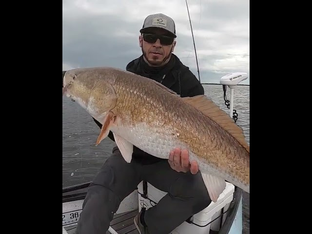 Want To Catch Inshore GIANTS Like This?! Here's How...