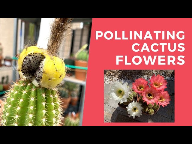 How to Pollinate Cactus Flowers (Pollinating Trichocereus grandiflorus flowers)