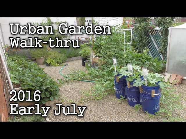 2016 July 4th Albopepper Urban Garden Update