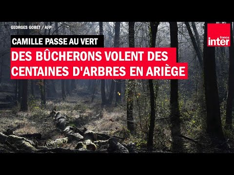 Des bûcherons volent des centaines d'arbres en Ariège - Camille Passe au Vert