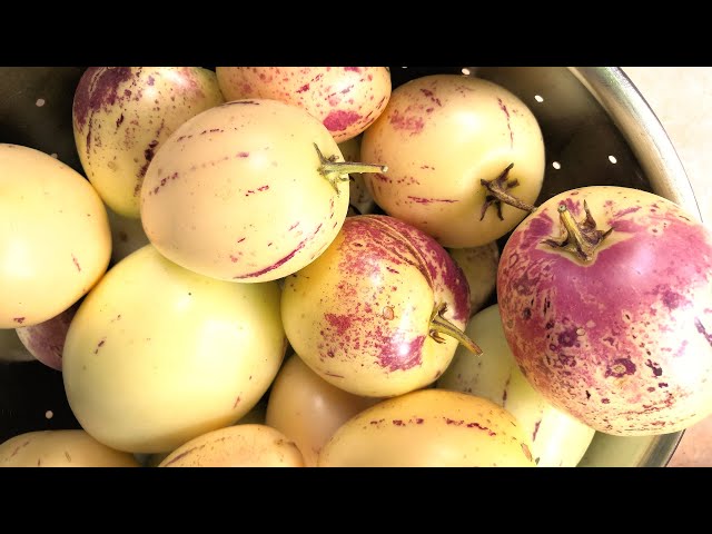 Melonenbirnen selber anbauen und richtig viel ernten | #Pepino
