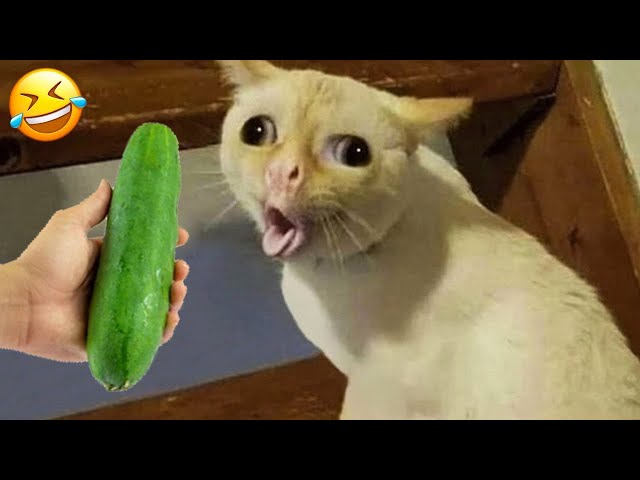 New Funny Animals 2024 🤣 Funniest Dogs and Cats 😻🐶 Part 1