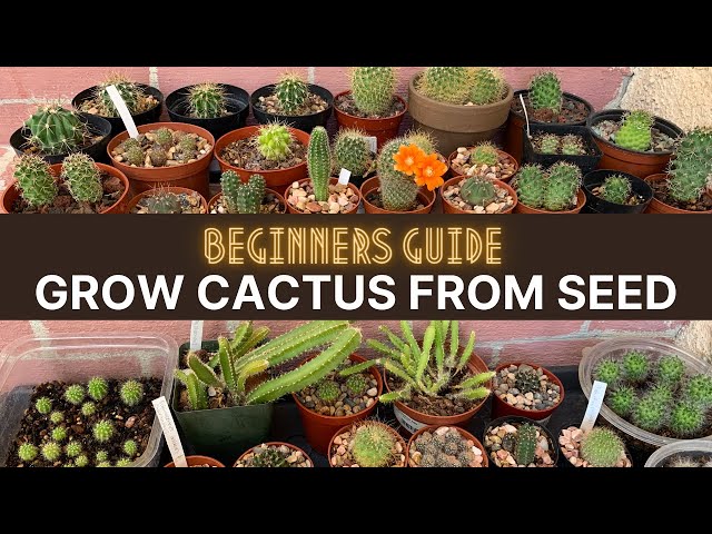 How to Grow Cactus from Seed (A beginners guide) | #cactuscare #cactus