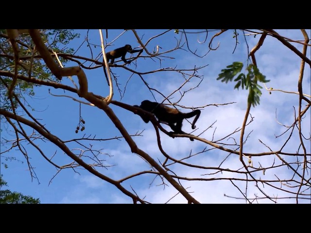 Reserva Conchal Hungry Monkeys