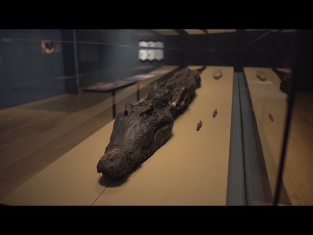 Conservation of a crocodile mummy