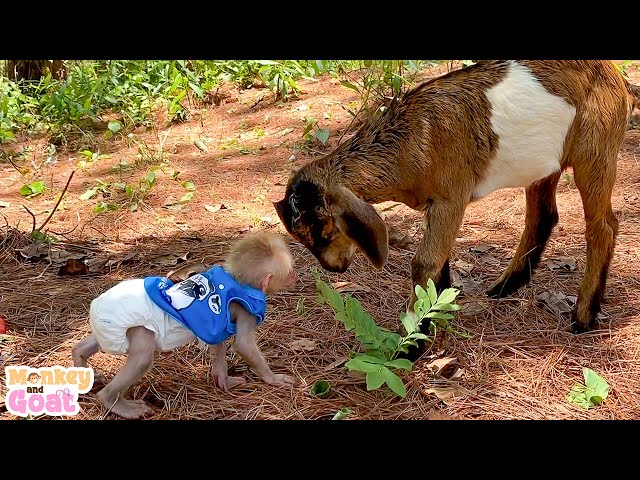When a baby monkey and goat trusts you ..!